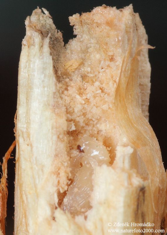 křovák smrkový, Magdalis violacea (Brouci, Coleoptera)